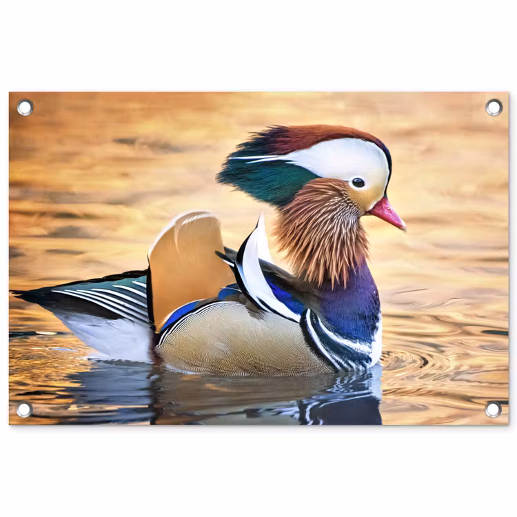 Tuinposter - Close-up mandarijneend — 1