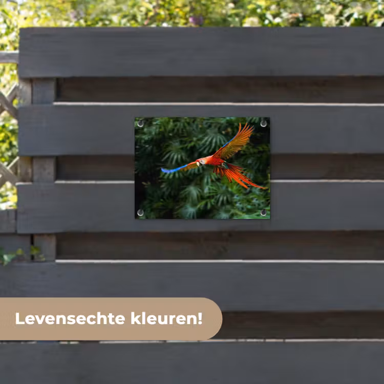Tuinposter - Kleurrijke papegaai is aan het vliegen — 6