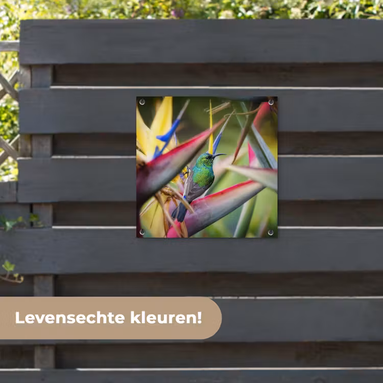 Tuinposter - Kleurrijke vogel tussen allemaal kleurrijke platen — 6