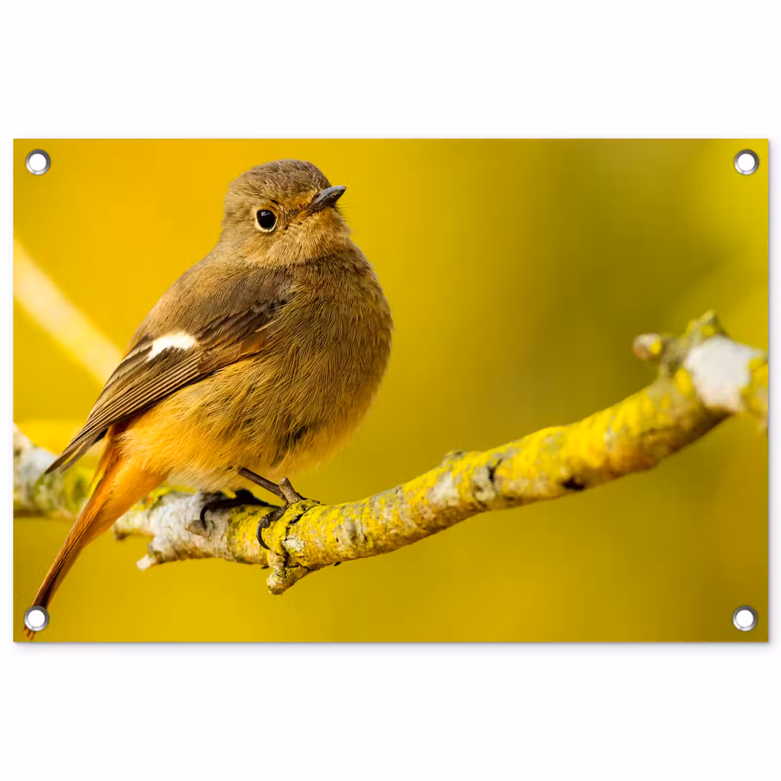 Tuinposter - Dieren - Vogel - Tak — 1