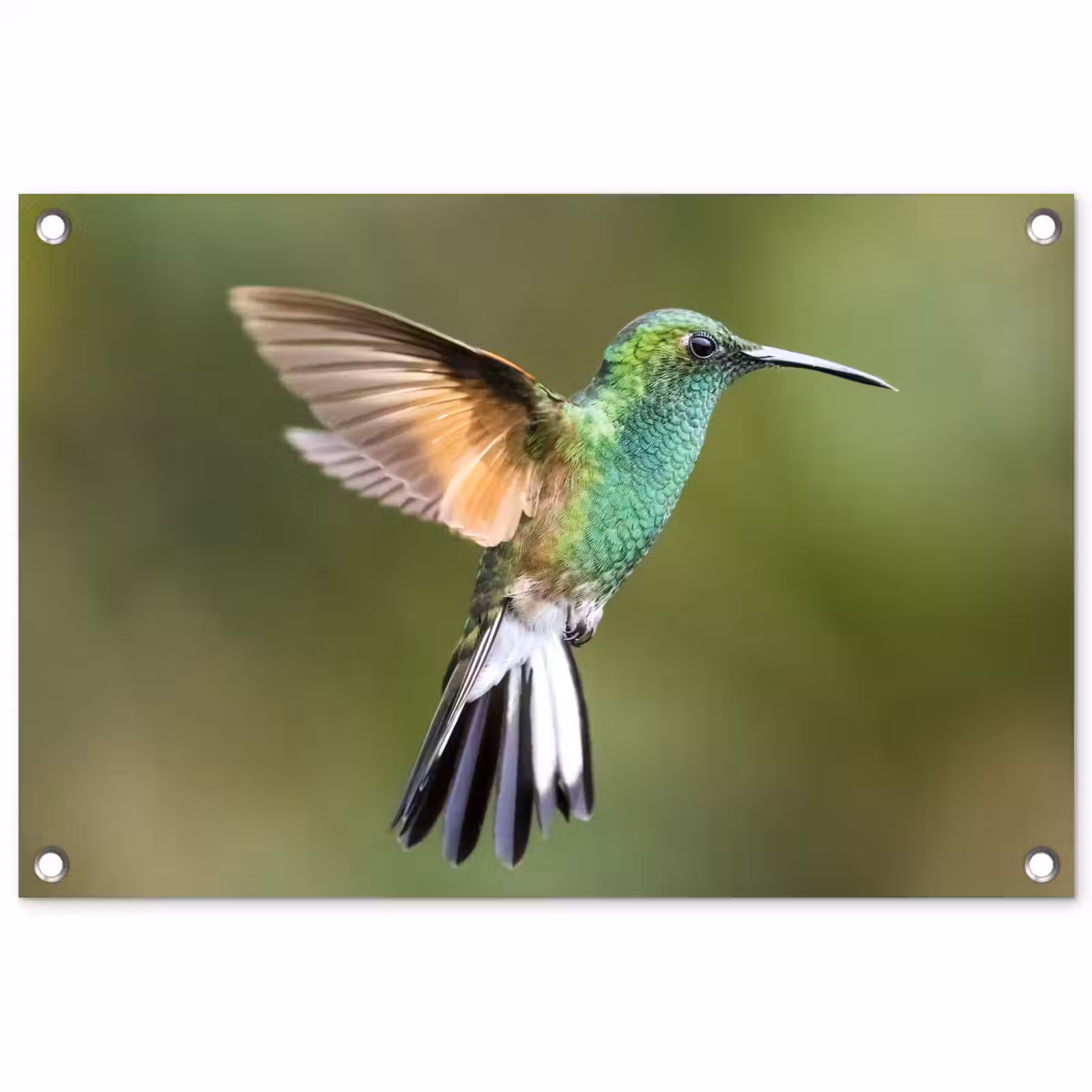 Tuinposter - Kolibrie - Vogels - Veren — 1