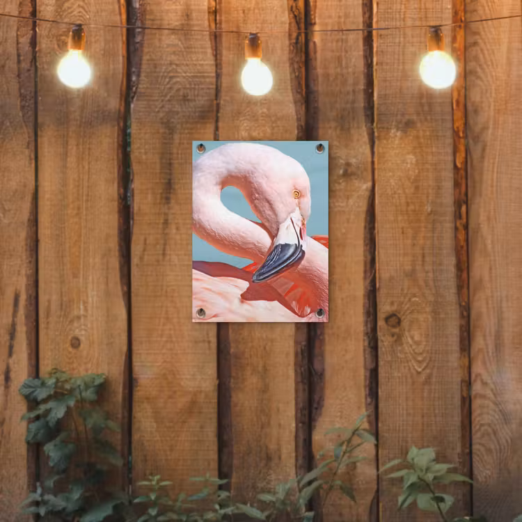 Tuinposter - Close-up flamingo — 3