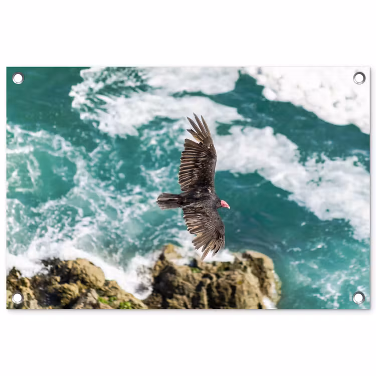 Tuinposter - Dieren - Roofvogels - Water — 1