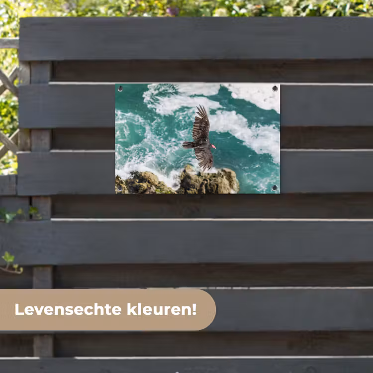 Tuinposter - Dieren - Roofvogels - Water — 6