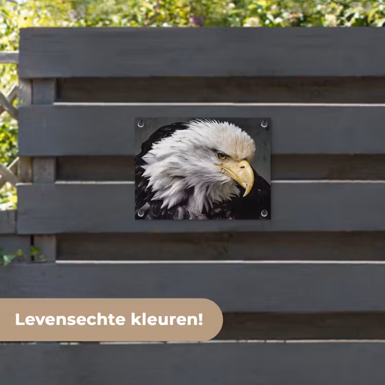 Tuinposter - Dieren - Vogel - Adelaar — 6