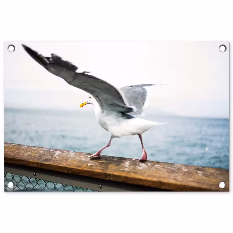 Tuinposter - Dieren - Vogel - Meeuw — 1