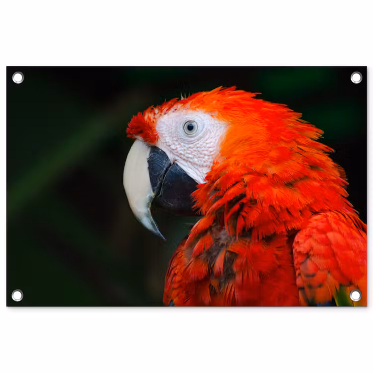 Tuinposter - Dieren - Vogel - Papegaai — 1
