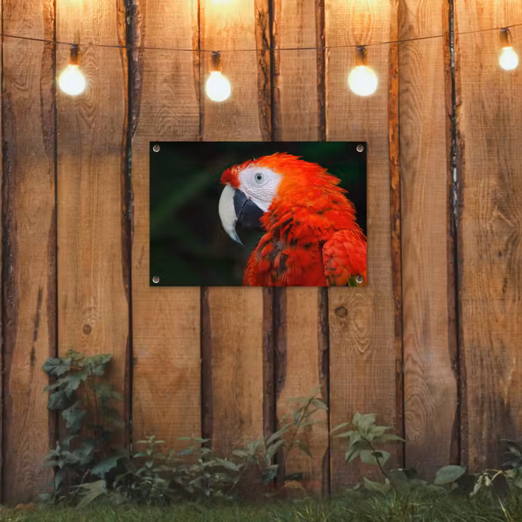 Tuinposter - Dieren - Vogel - Papegaai — 2