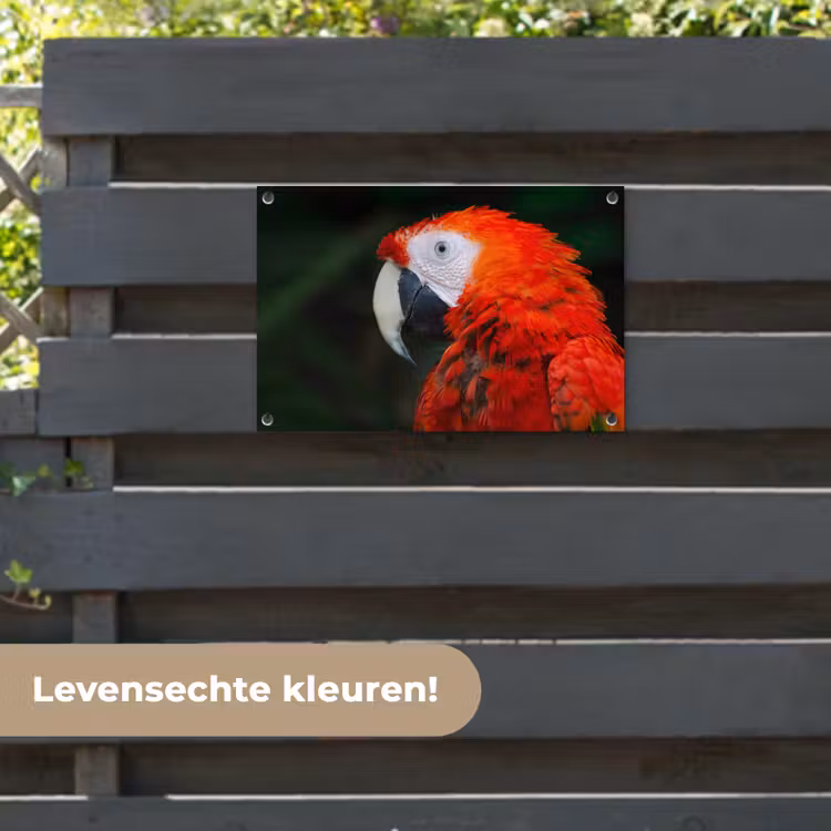 Tuinposter - Dieren - Vogel - Papegaai — 6