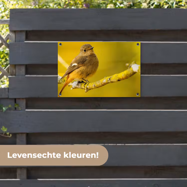 Tuinposter - Dieren - Vogel - Tak — 6
