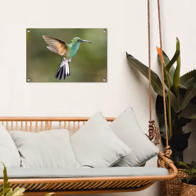 Tuinposter - Kolibrie - Vogels - Veren — 4