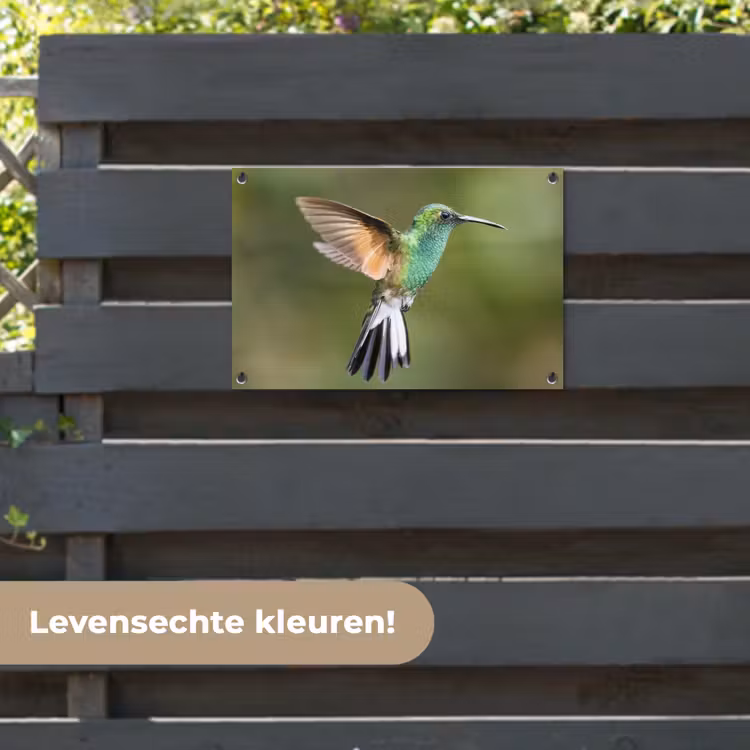 Tuinposter - Kolibrie - Vogels - Veren — 6