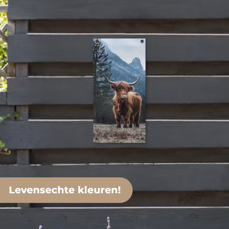 Tuinposter - Hooglander voor Bergen — 6