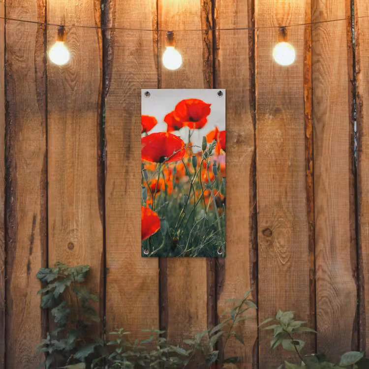 Tuinposter - Klaprozen in close-up bij zonsondergang — 3