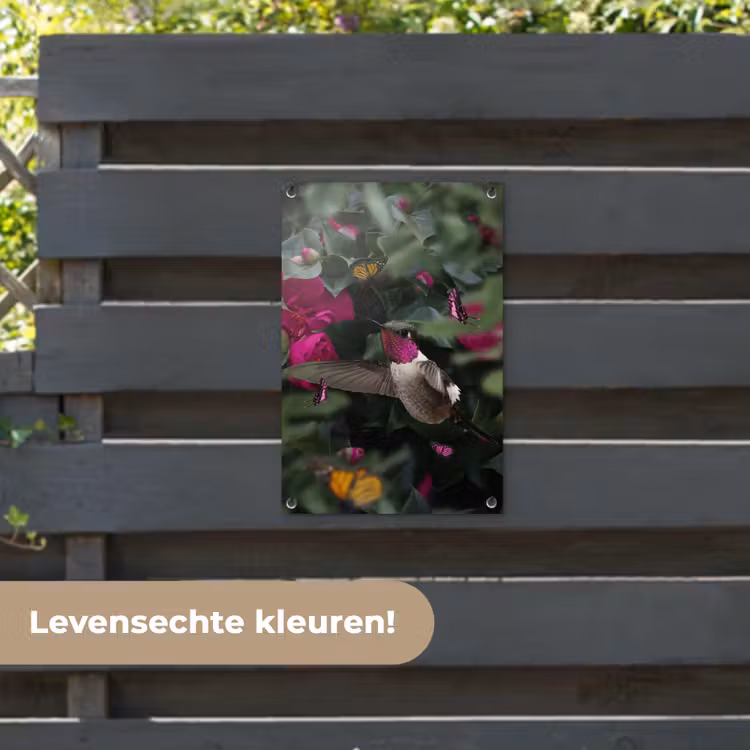 Tuinposter - Kolibrie - Vogel - Roze — 6