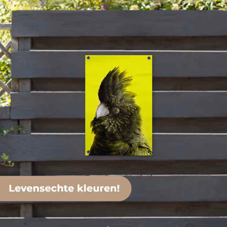 Tuinposter - Kaketoe - Vogel - Geel — 6