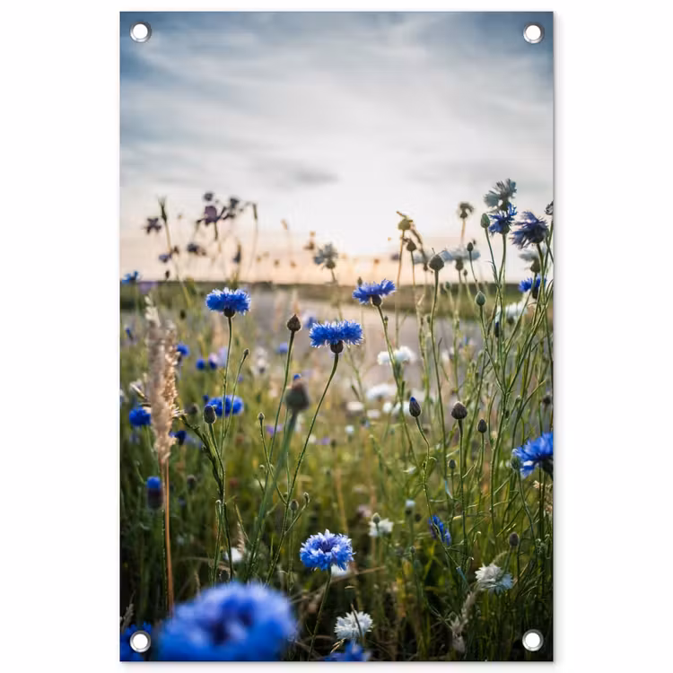 Tuinposter - Korenbloemen bij zonsondergang — 1