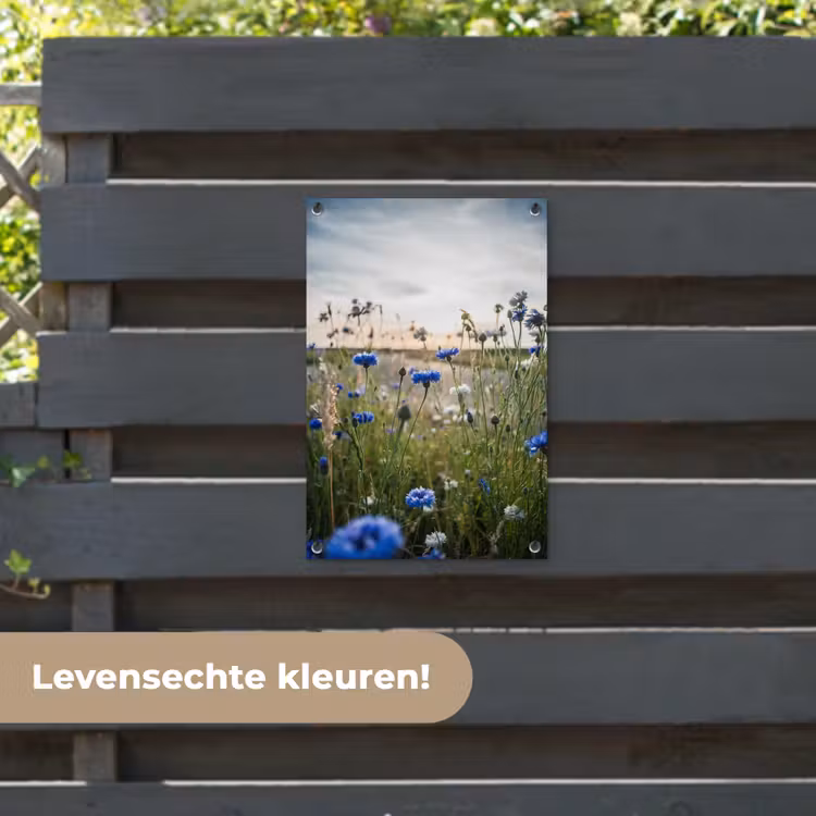 Tuinposter - Korenbloemen bij zonsondergang — 6
