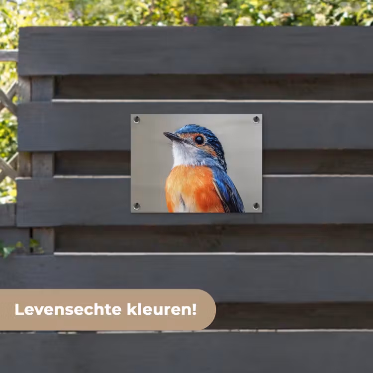 Tuinposter - Kleurrijk - Vogeltje - Veren - Blauw — 6