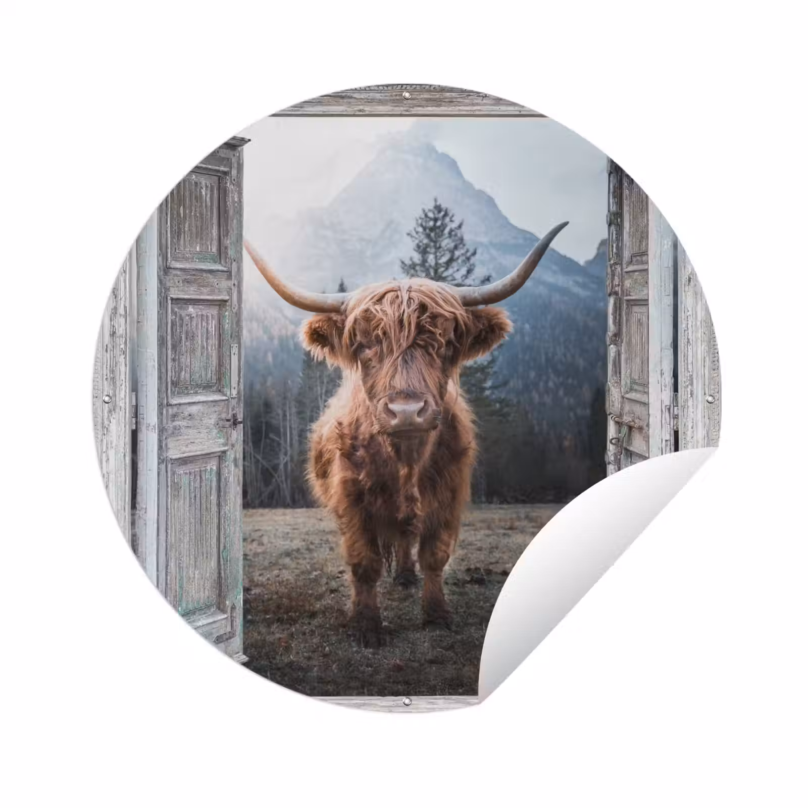 Tuinposter - Schotse hooglander - Koe - Landelijk - Doorkijk — 1