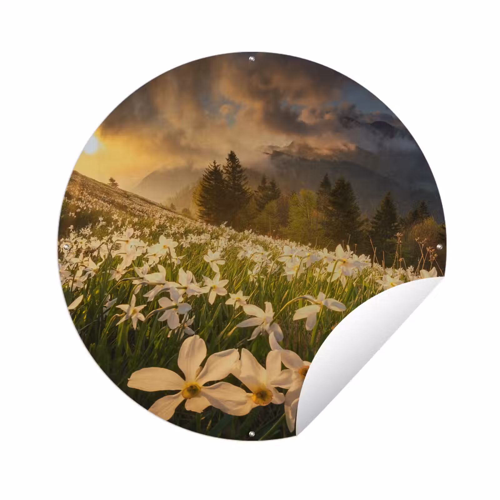 Tuinposter - Bloemenveld - Heuvels - Zonsondergang - Berg - Natuur - Wit - Heuvels — 1