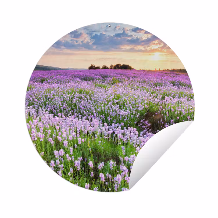 Tuinposter - Bloemen - Lavendel - Paars - Lucht - Zonsondergang - Weide - Natuur — 1