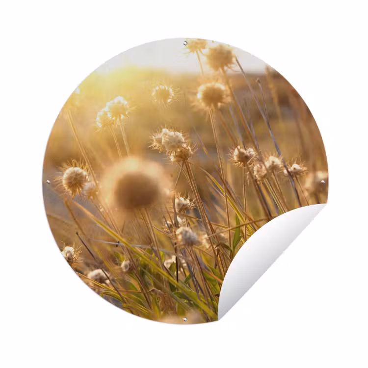 Tuinposter - Planten - Natuur - Bloemen - Zon - Horizon — 1