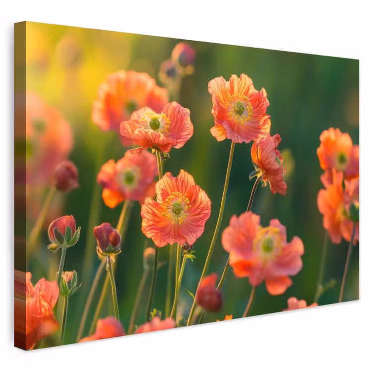Buiten canvas - Bloemenveld - Zonnestralen - Oranje — 1