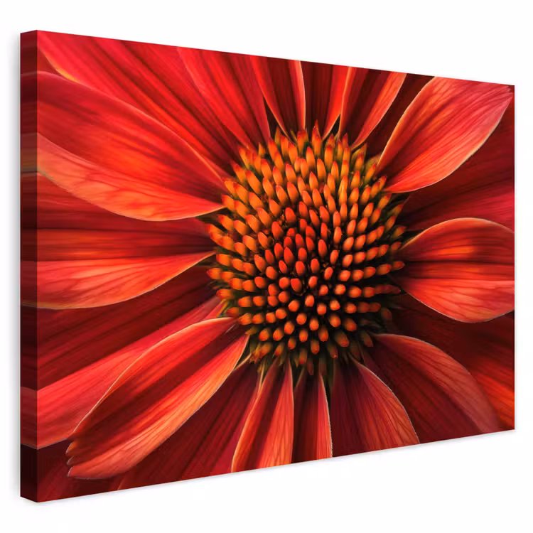 Buiten canvas - Close up - Bloem- Rood — 1