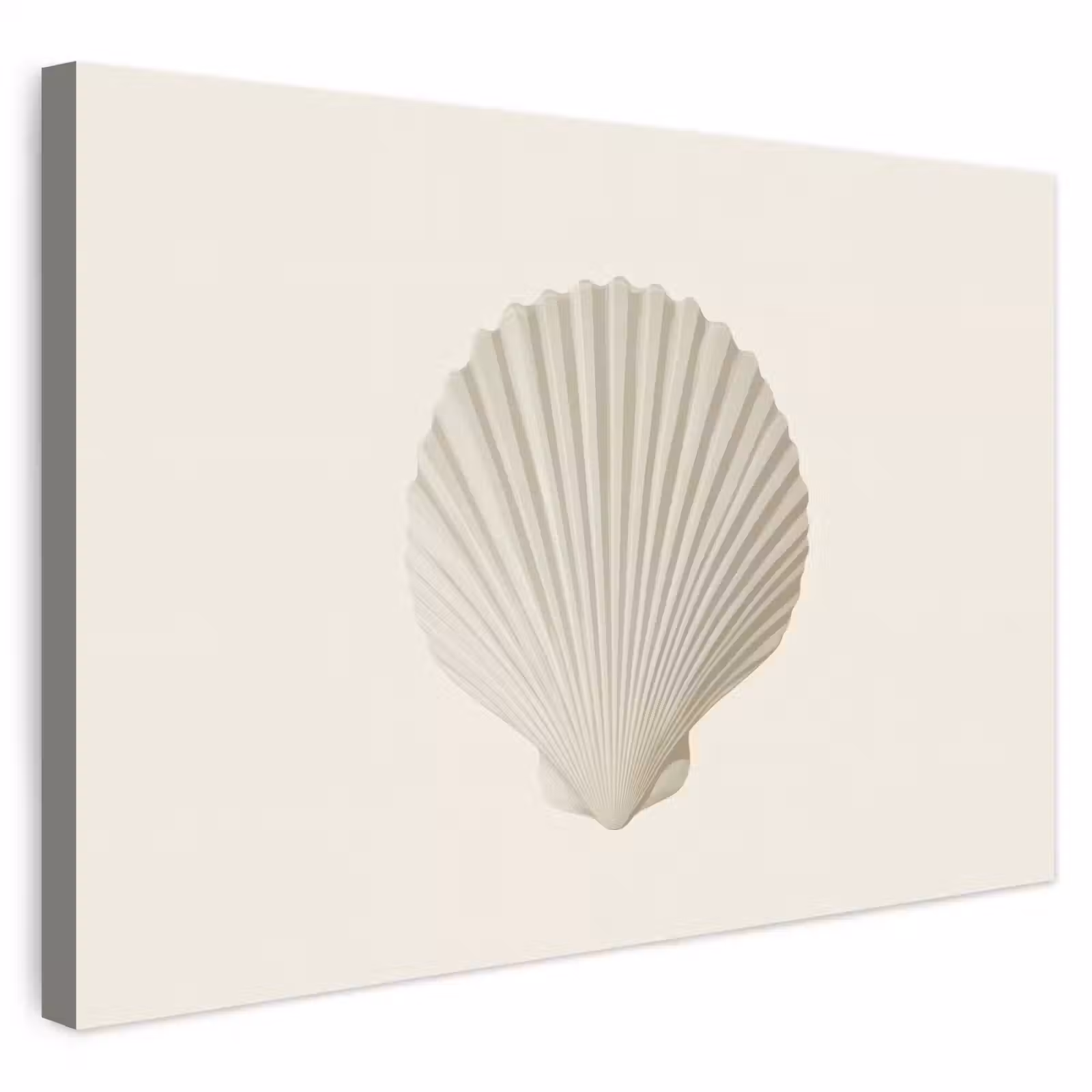 Buiten canvas - Schelp - Minimalistisch - Wit — 1