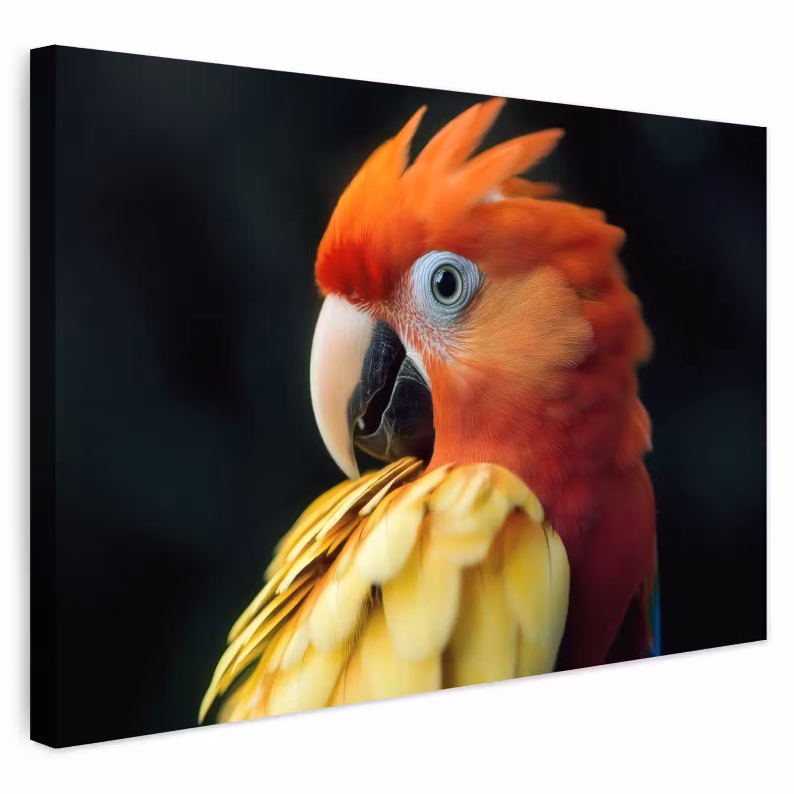 Buiten canvas - Close-up - Papegaai - Veren - Oranje — 1