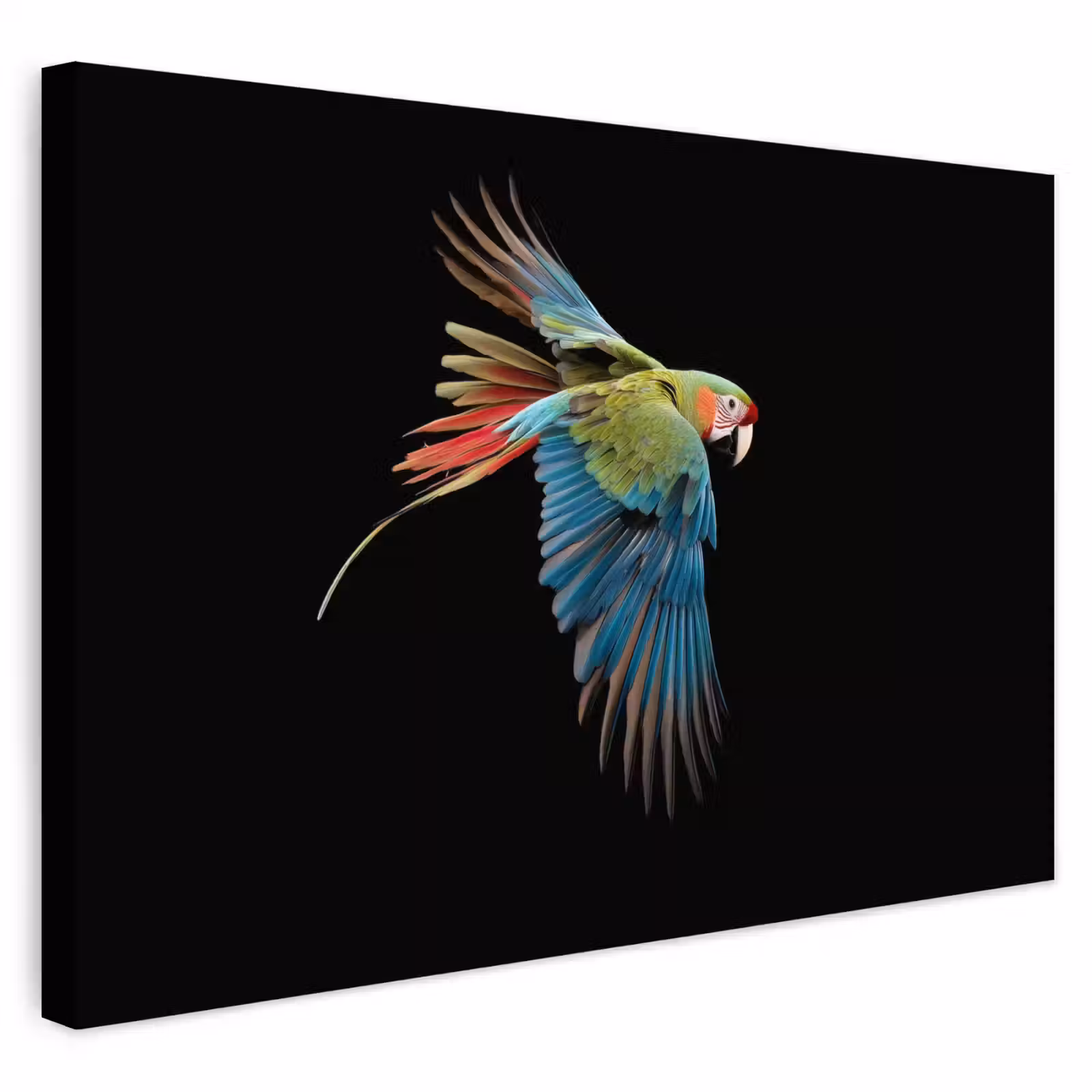 Buiten canvas - Papegaai - Kleurrijk - Vleugels - Sierlijk — 1