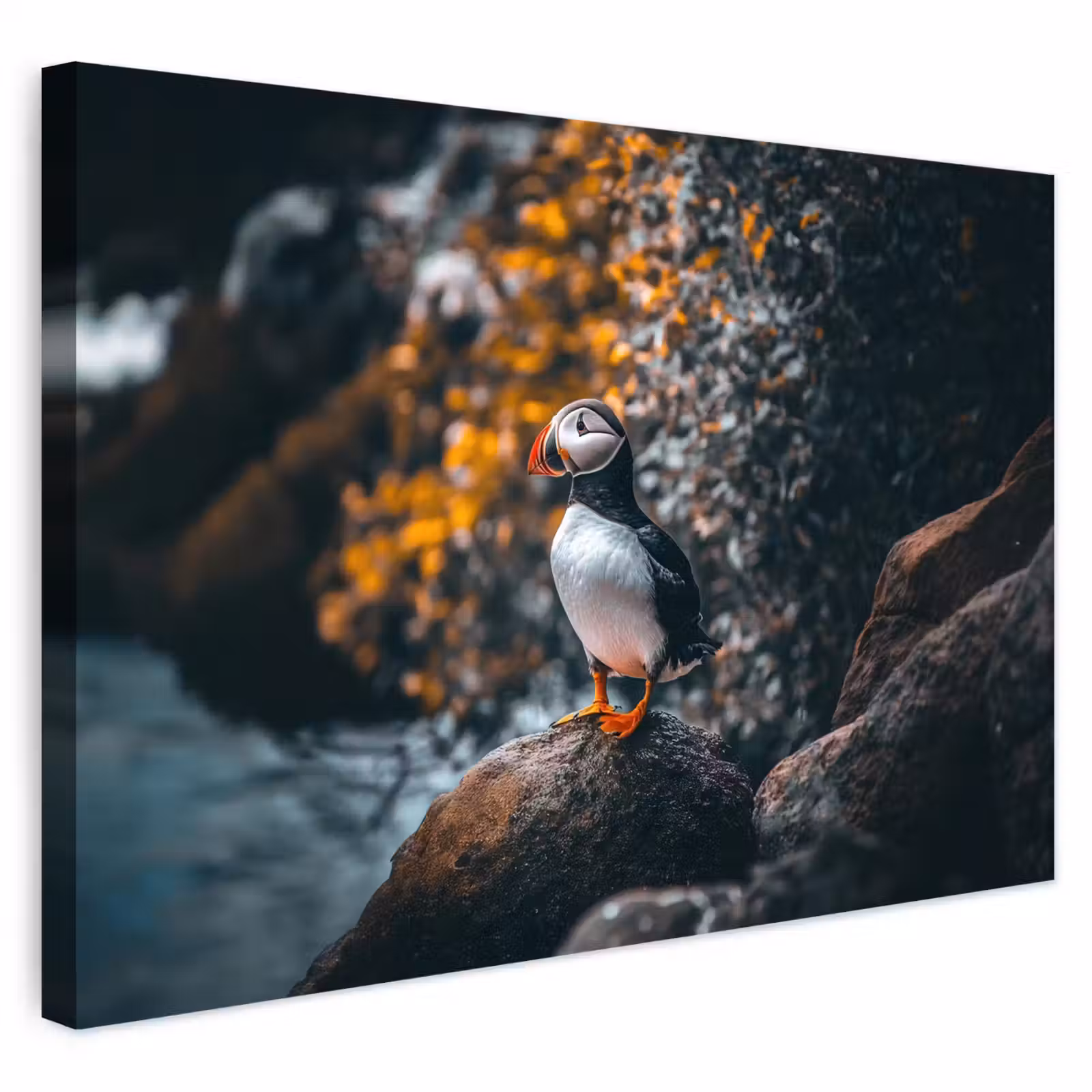 Buiten canvas - Papegaai - Vogel - Rots - Wit — 1