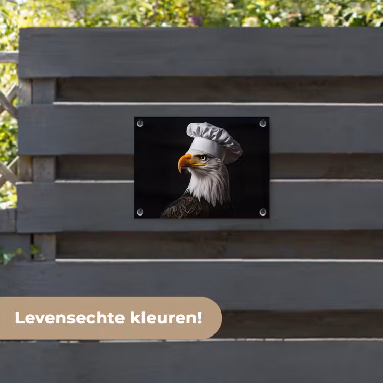 Tuinposter - Arend -Amerika - Koksmuts - Vogel - Stoer — 6