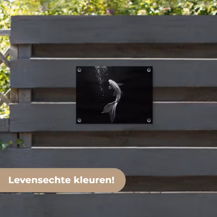 Tuinposter - Koi - Vis - Wit - Zwart — 6