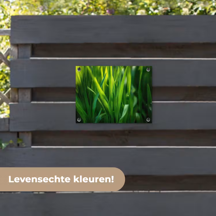 Tuinposter - Grassprieten - Lichtinval - Groen — 6