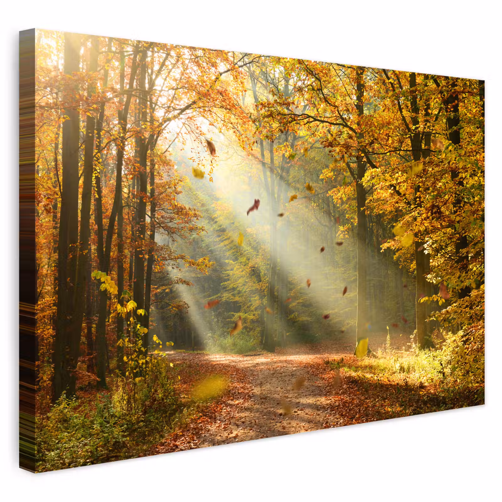 Buiten canvas - Bos - Bomen - Herfst - Zon - Herfstbladeren - Natuur — 1