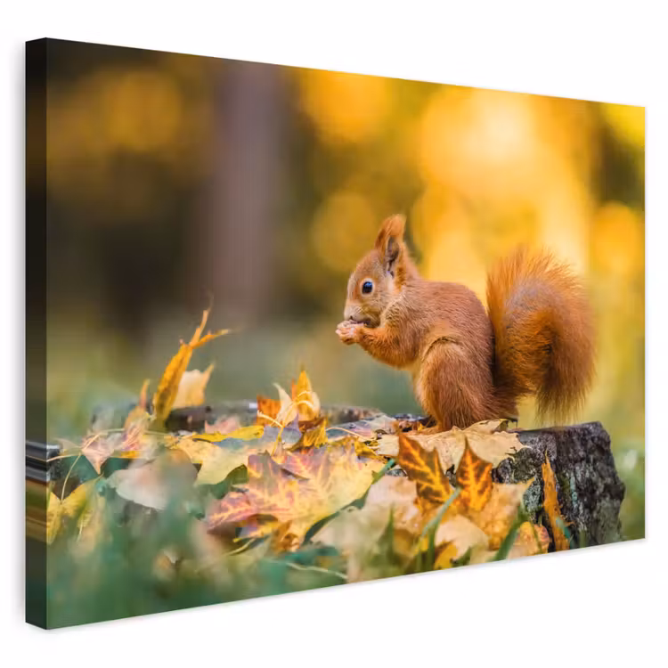 Buiten canvas - Eekhoorn - Herfst - Bosdieren - Herfstbladeren - Bos — 1