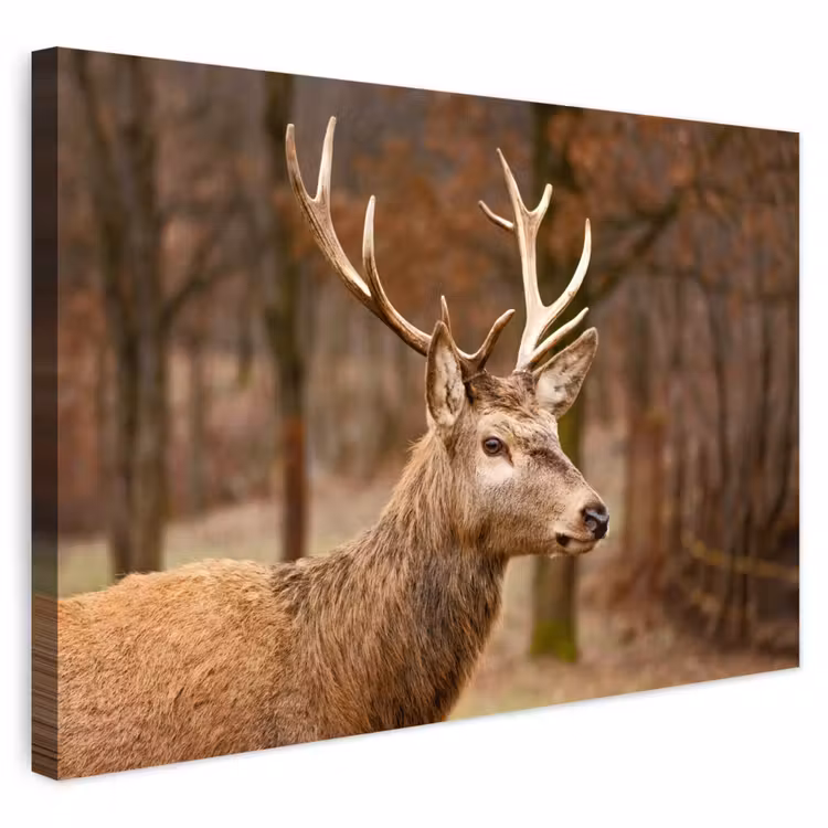 Buiten canvas - Hert - Dier - Bos - Herfst - Hertenkop - Bruin - Natuur — 1