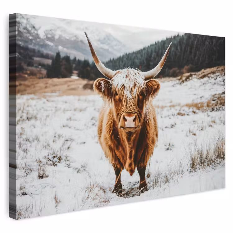 Buiten canvas - Schotse Hooglander - Landschap - Sneeuw - Bergen - Winter — 1