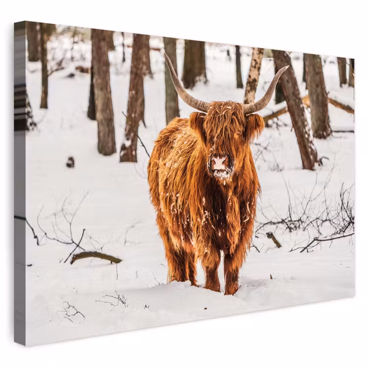 Buiten canvas - Schotse Hooglander - Sneeuw - Winter - Natuur - Dieren — 1