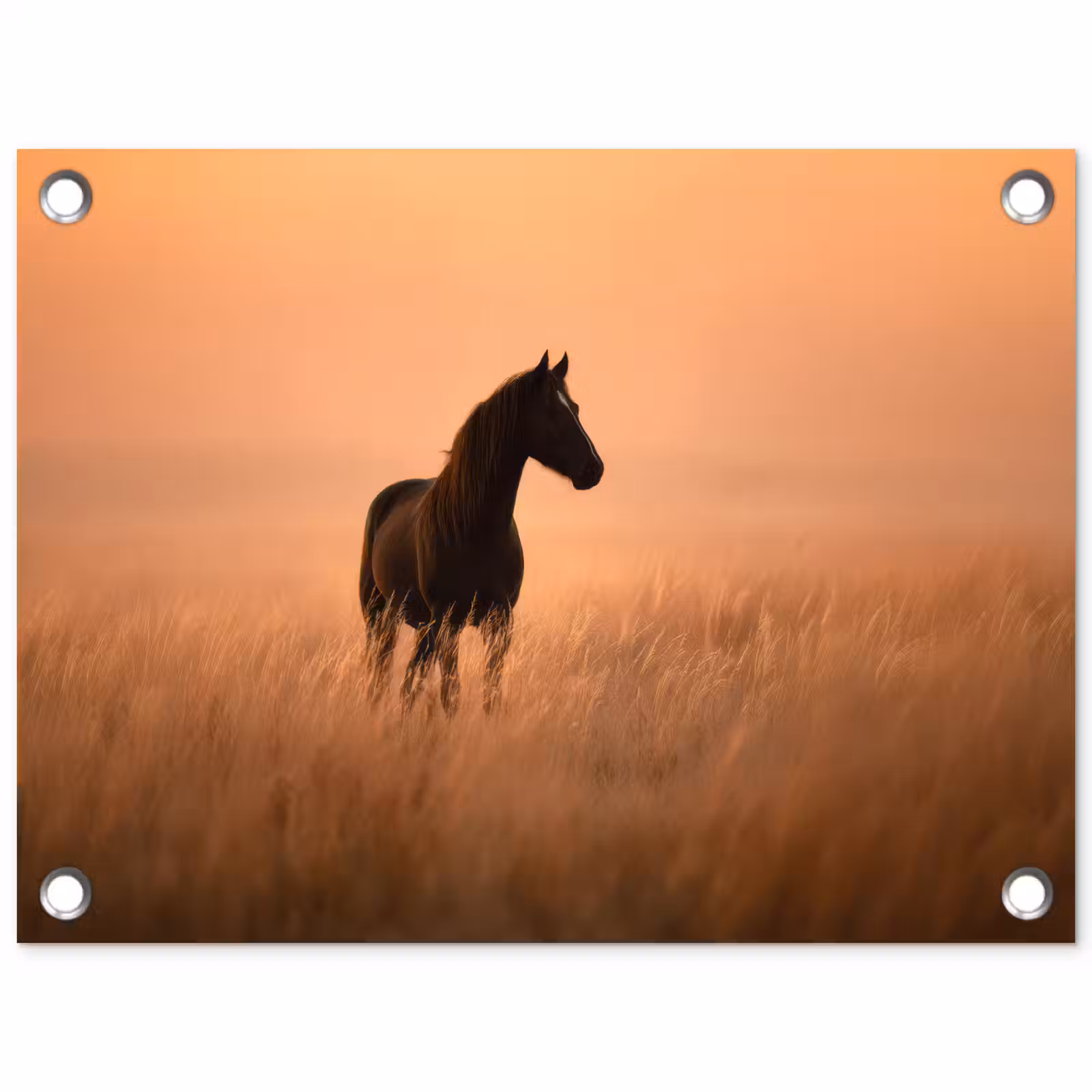 Tuinposter - Paard - Grasveld - Zonsondergang — 1