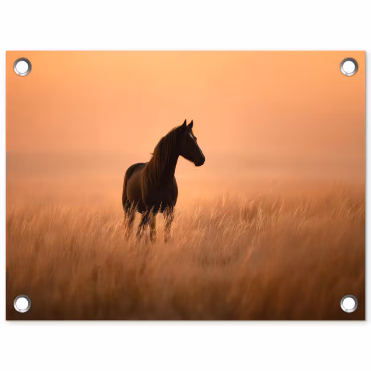 Tuinposter - Paard - Grasveld - Zonsondergang — 1