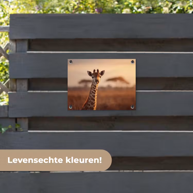 Tuinposter - Giraf - Savanne - Bruin — 6