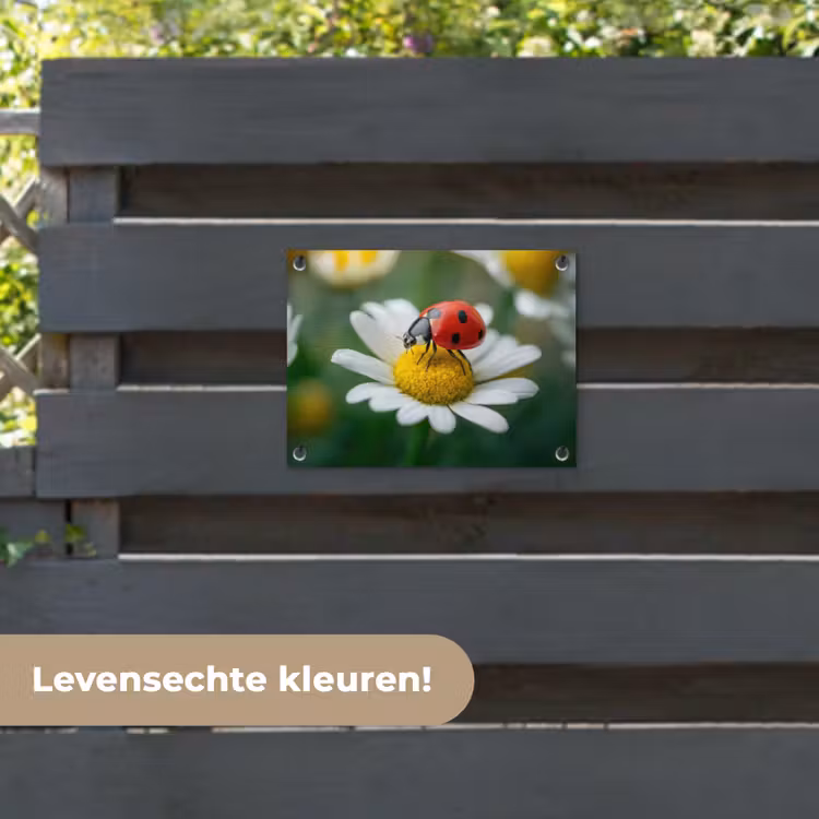 Tuinposter - Lieveheersbeestje - Rood - Margriet — 6