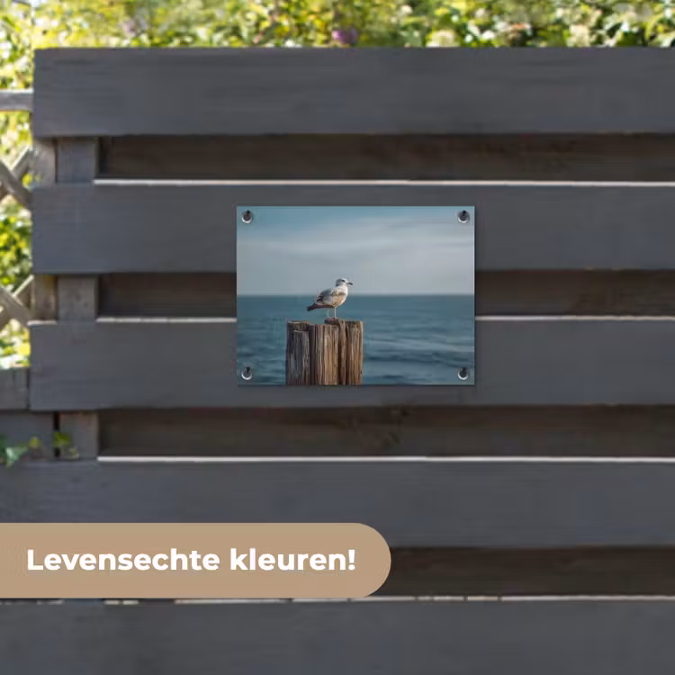Tuinposter - Meeuw - Paal - Zee — 6