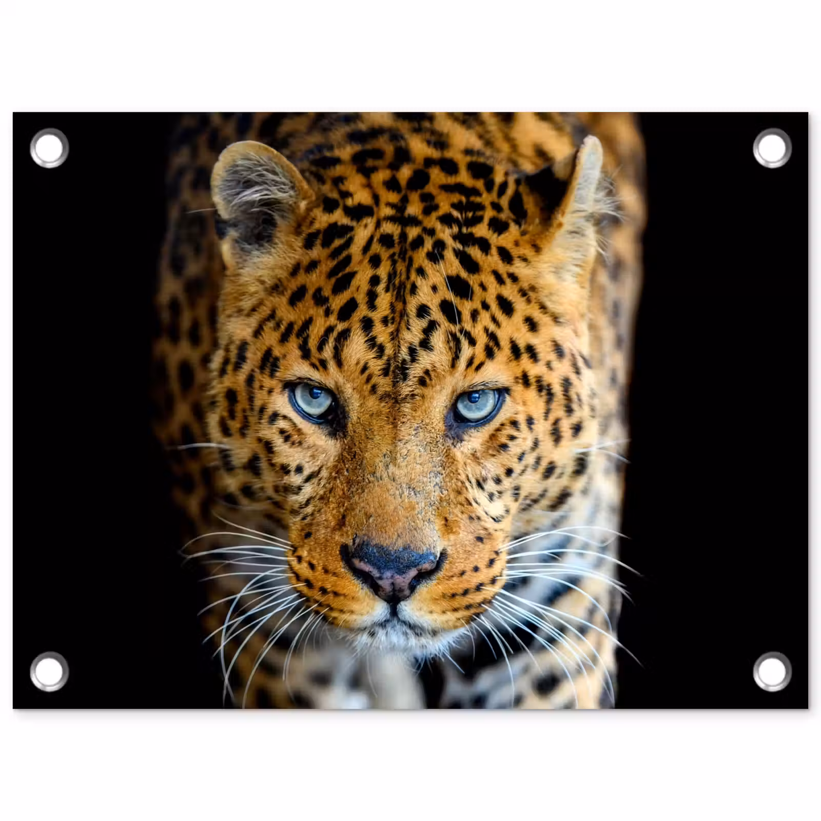 Tuinposter - Luipaard - Dieren - Portret - Wilde dieren - Zwart — 1