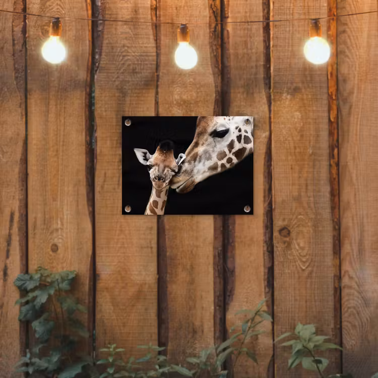 Tuinposter - Giraffe - Dieren - Zwart - Portret - Dieren — 3