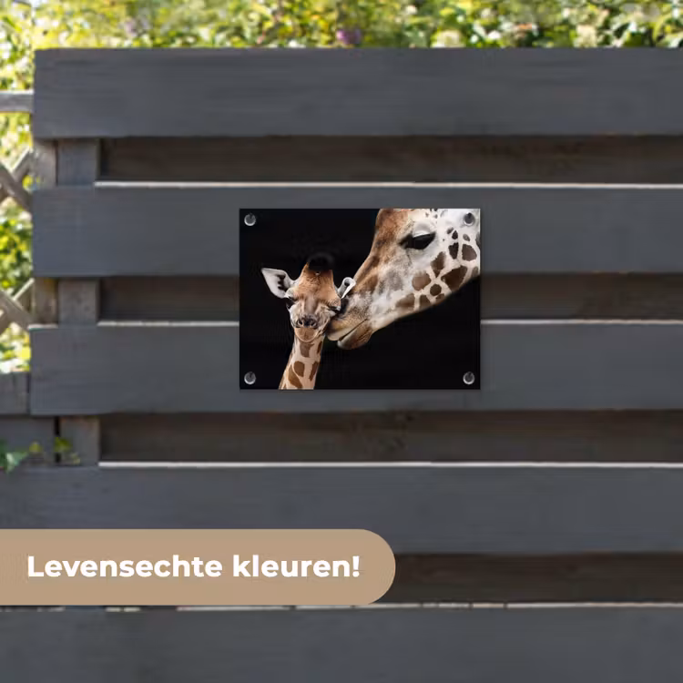Tuinposter - Giraffe - Dieren - Zwart - Portret - Dieren — 6