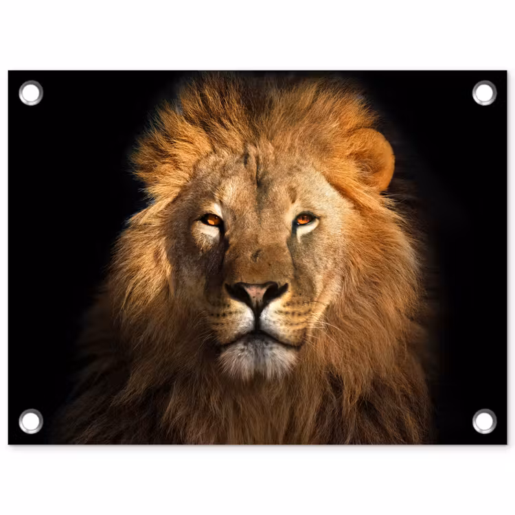 Tuinposter - Leeuw - Dieren - Zwart - Licht - Bruin - Portret — 1